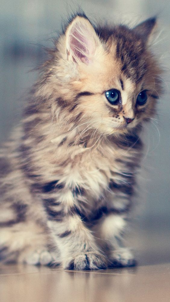 Petit chat couleur fauve
Small tawny cat
© Photo under Copyright