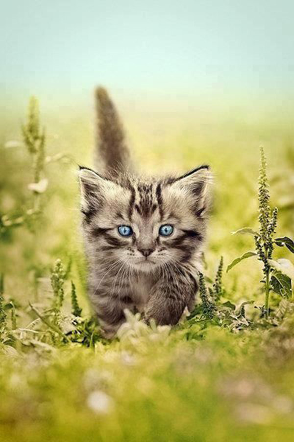 Jolie petit chat gris dans l'herbe bien verte
Pretty little gray cat in the green grass
© Photo under Copyright