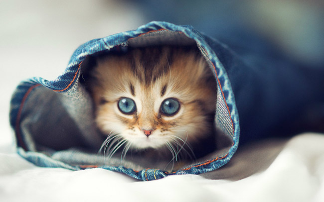 Petit bébé chat dans un pantalon en jean
Little baby cat in denim pants
© Photo under Copyright

(adsbygoogle = window.adsbygoogle || []).push({});
      