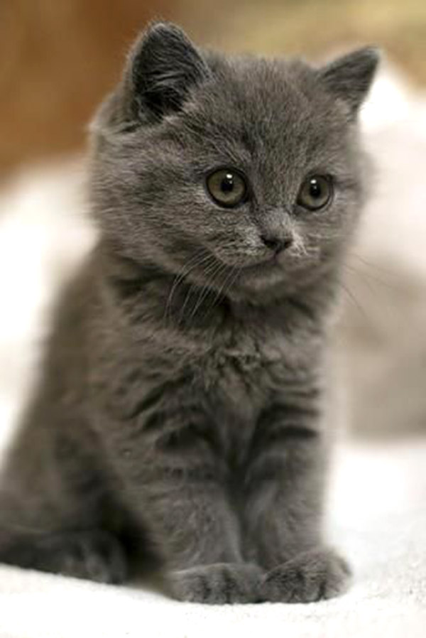 Petit bébé chat tout gris
Little baby cat all gray
© Photo under Copyright