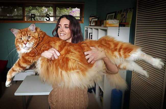 Un des plus grand chat du monde
One of the largest cat in the world
© Photo under Copyright