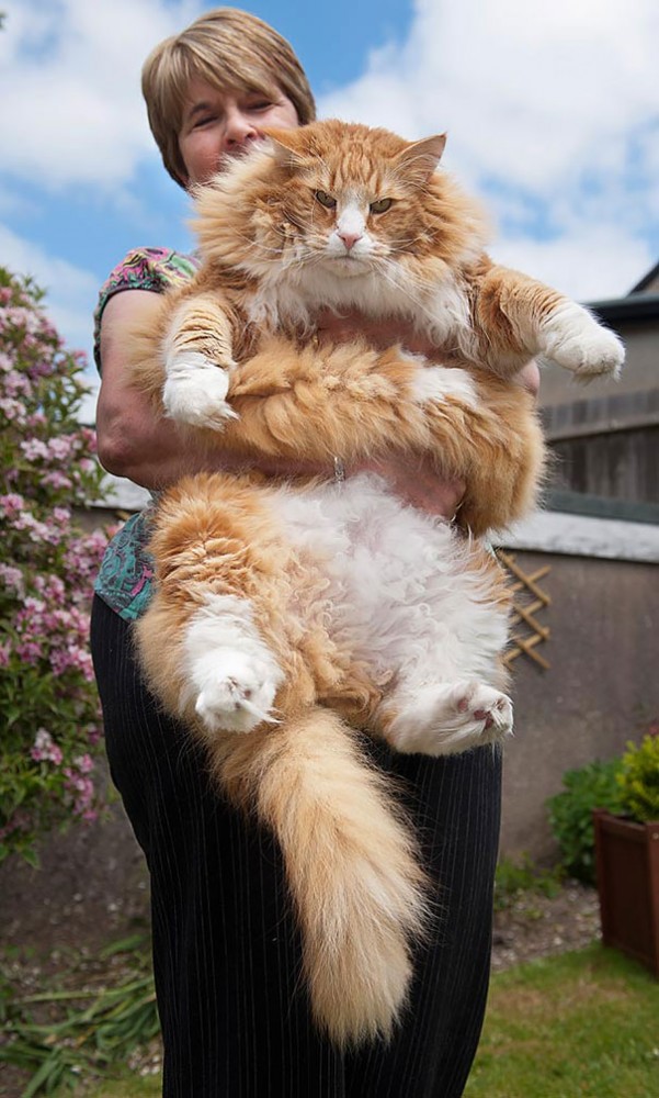 Un des plus grand chat du monde
One of the largest cat in the world 
© Photo under Copyright