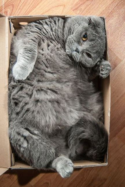 Gros chat bien nourri dans une caisse en carton
Big cat well fed in a cardboard box
© Photo sous Copyright