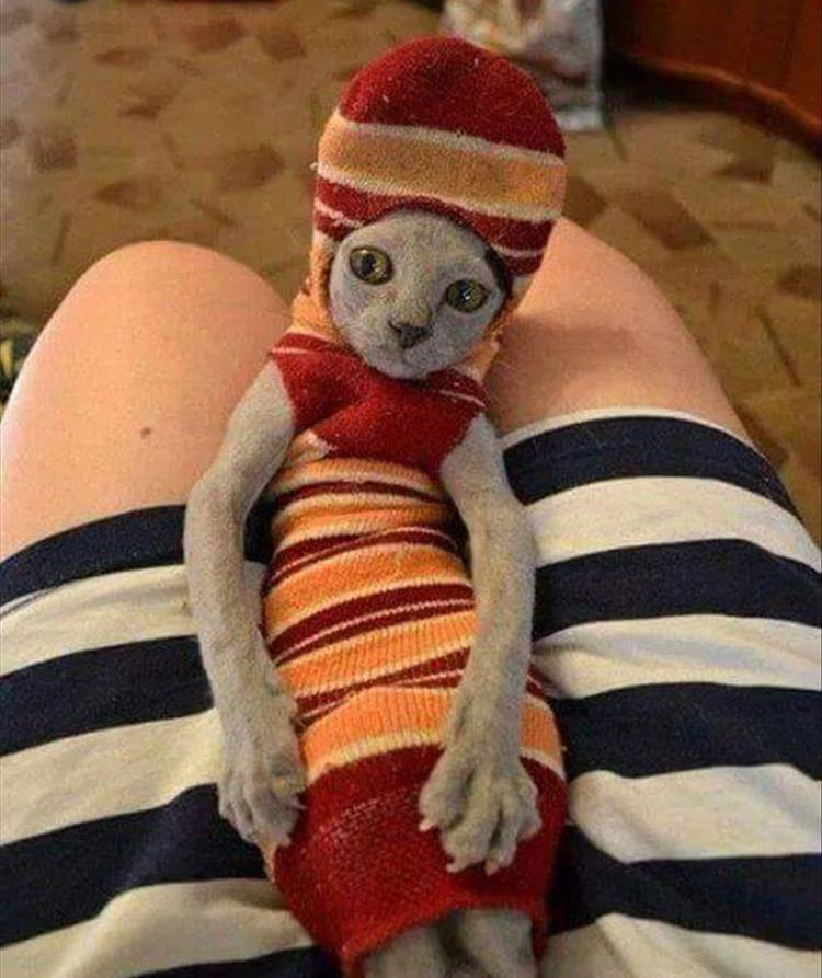Chat ridicule avec une sorte de chaussette sur lui 
Ridiculous cat with a kind of sock on him 
© Photo under Copyright