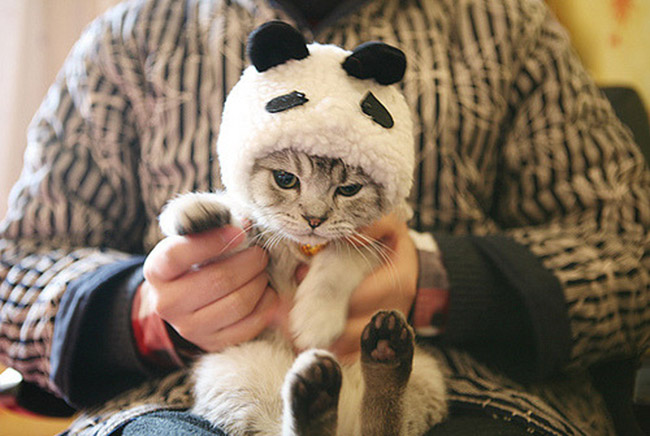 Chat déguisé en Panda 
Cat disguised as Panda 
© Photo under Copyright