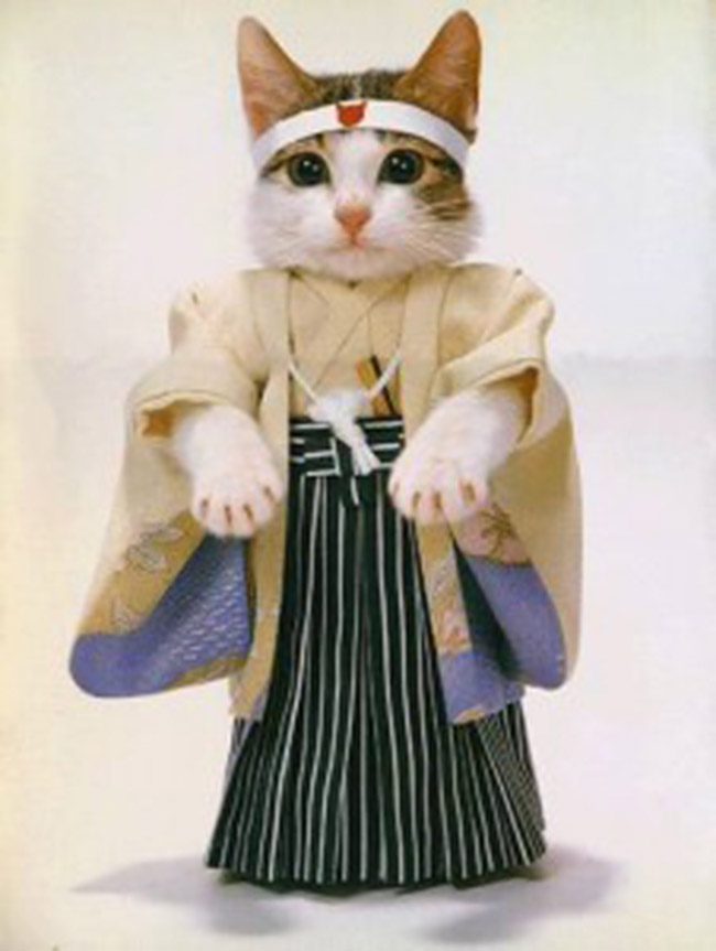 Chat déguisé en shaolin
Cat disguised as shaolin
© Photo under Copyright 