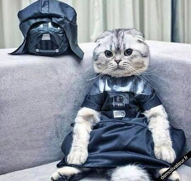Chat déguisé en Dark Vador / STAR WARS
Cat disguised as Darth Vader / STAR WARS
© Photo under Copyright