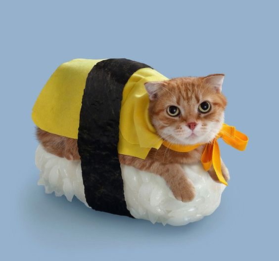 Chat déguisé en sushi
Cat disguised as sushi
© Photo under Copyright