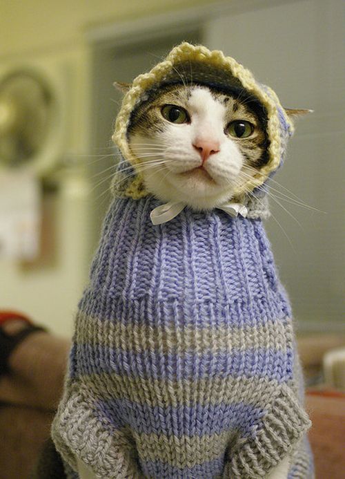 Chat avec un pull en laine ridicule
Cat with a ridiculous wool sweater
© Photo under Copyright
