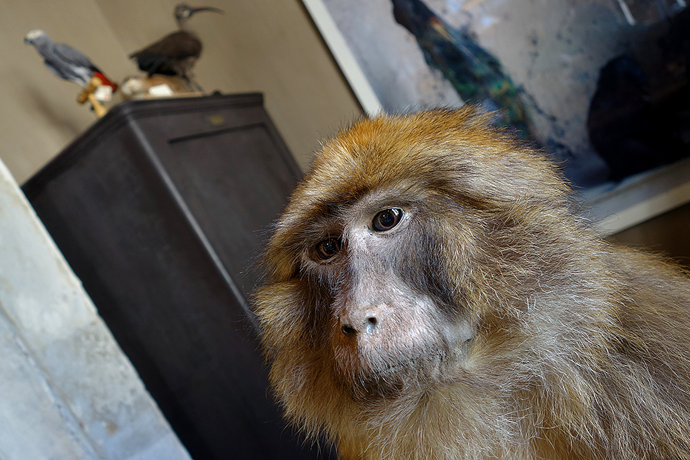 Macaque de Barbarie © Decayeux Jean-Michel /Deyrolle 2015