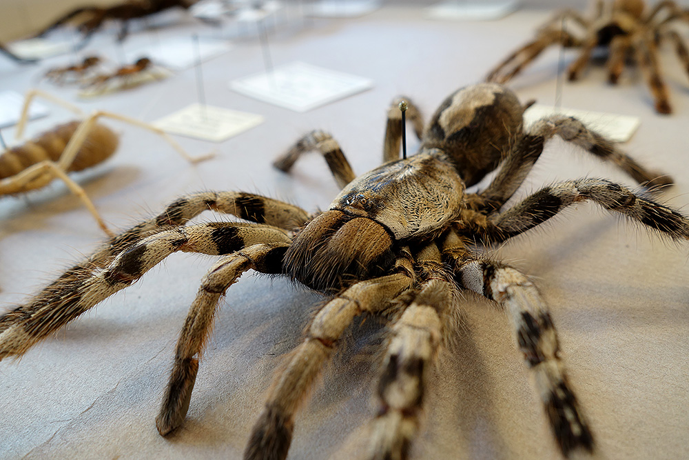 Très très belle araignée ! J'étais à deux cm quand j'ai pris la photo ! © Decayeux Jean-Michel /Deyrolle 2015