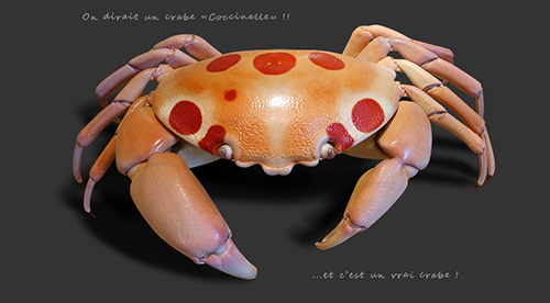 Photographie de crabes étranges et très colorés. Découverte d'une boutique de curiosité à Paris