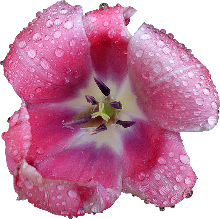 Adorables Collections De Fleurs D'autocollants Pinky PNG , Fleur