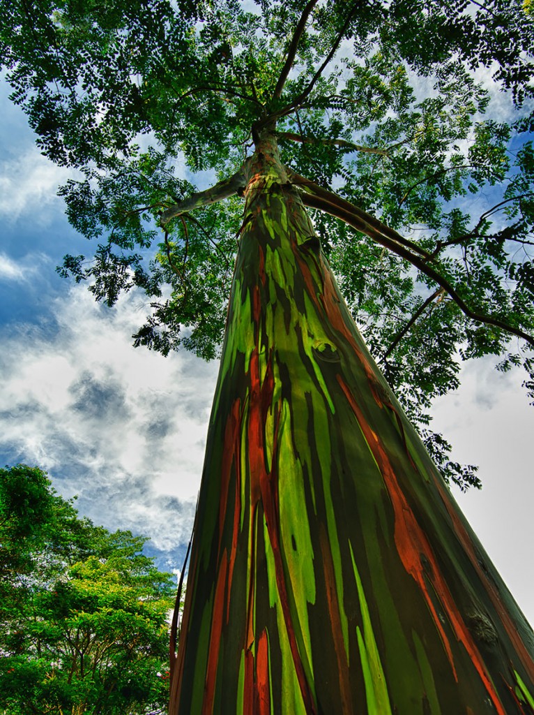 LES PLUS BEAUX ARBRES DU MONDE  - ARBRES - ARBRES - Eucalyptus Arc-en-Ciel © Photo copyright : J; Wilson Norton