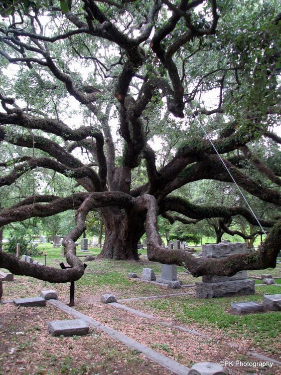 LES PLUS BEAUX ARBRES DU MONDE -ARBRES - Cet arbre se trouve dans un cimetière au Texas © Photo PK Photographyr