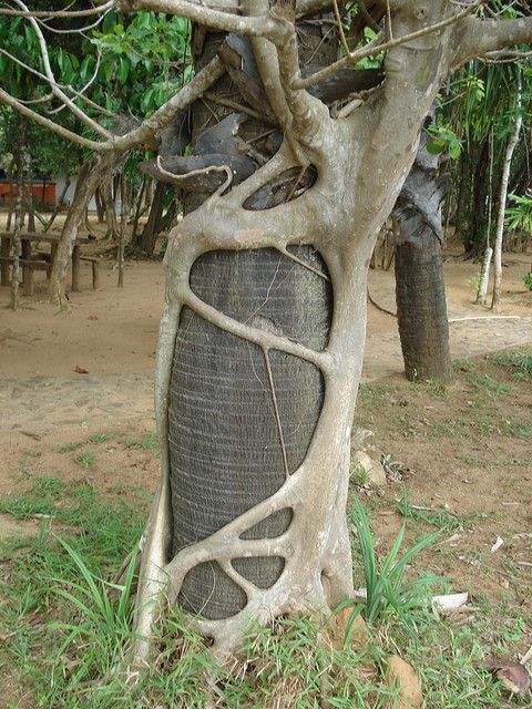 LES PLUS BEAUX ARBRES DU MONDEARBRES - ARBRES - Un autre arbre a poussé en s'enroulant autour d'un arbre hôte