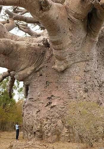 LES PLUS BEAUX ARBRES DU MONDE - ARBRES - Baobab gigantesque © Photo sous Copyright