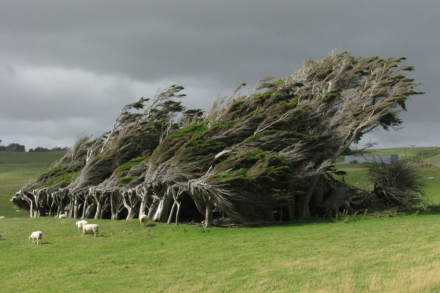 LES PLUS BEAUX ARBRES DU MONDE  - ARBRES - Arbres complètement pliés sous la force du vent - Nouvelle-Zélande 
