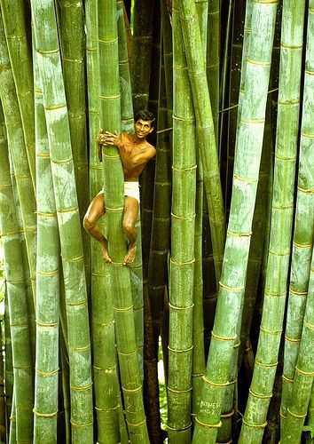 LES PLUS BEAUX ARBRES DU MONDE - ARBRES - Forêt de bambou héant - Sri Lanka © Photo sous copyright