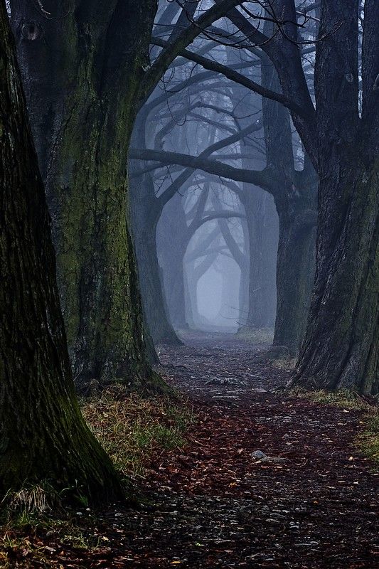 LES PLUS BEAUX ARBRES DU MONDE - ARBRES - Forêt sombre avec une belle allée d'arbres © Photo sous Copyright