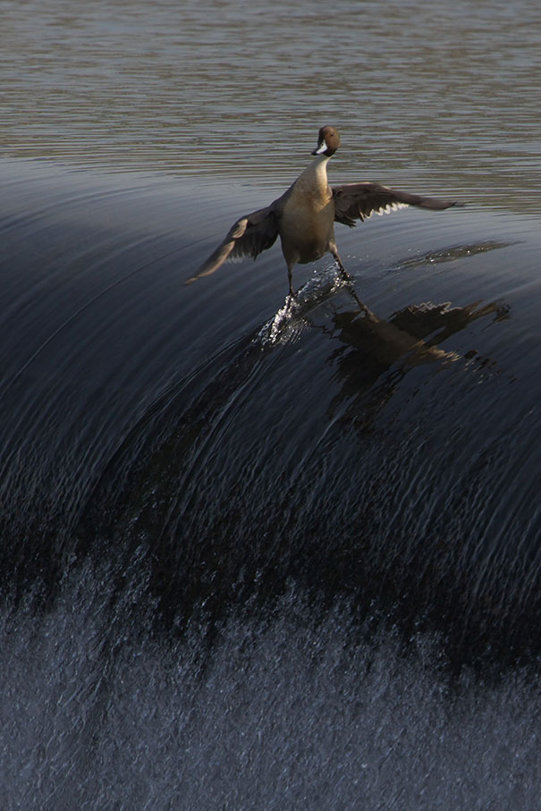 photo insolite un canard fait du surf sur les vagues