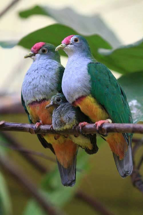 BIRD - Fruit-Doves (Ptilinopus pulchellus) also known as the Rose fronted Pigeon
Photo : Thomas Breuer