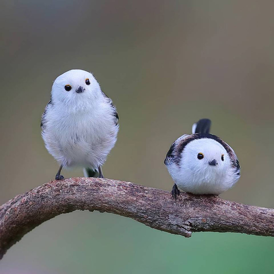 BIRD - Long Tailed Tits (Aegithalos caudatus) Photo : Joinus