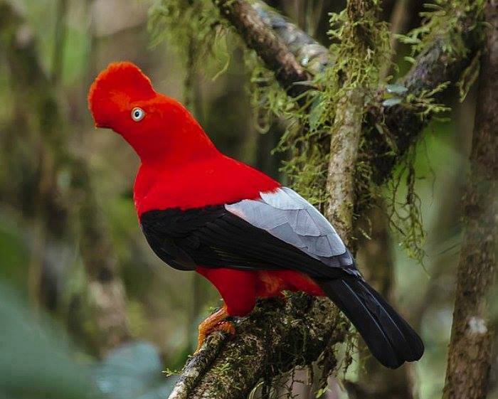 BIRD - Male Andean Cock of the rock (Rupicola peruvianus) - Peru
Photo : Lorraine Minns