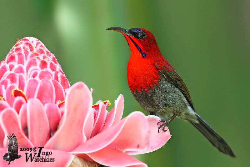 BIRD - Male Crimson Sunbird (Aethopyga siparaja) - Mandai Orchid Garden - Singapore
Photo : Ingo Waschkies