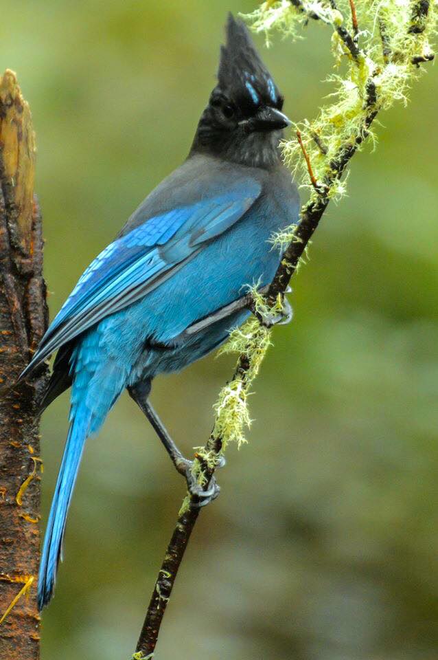 BIRD - Steller’s Jay Port Orchard - Washington - USA - Photo : Jim Griffis
