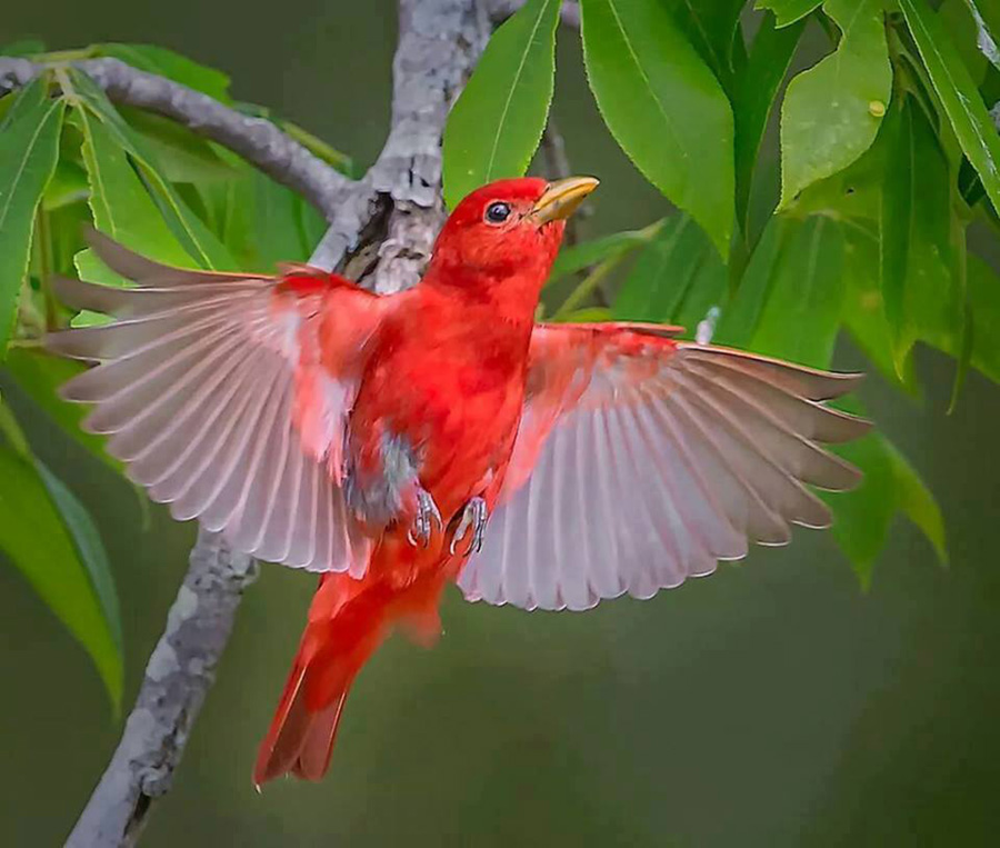 BIRD - Summer Tanager (Piranga rubra) Photo : Don Holland
