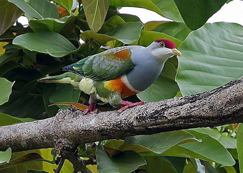 BIRD - Wallace's Fruit Dove (Ptilinopus wallacii) - Tanimbar - Indonesia 
Photo : Tony Sawbridge
