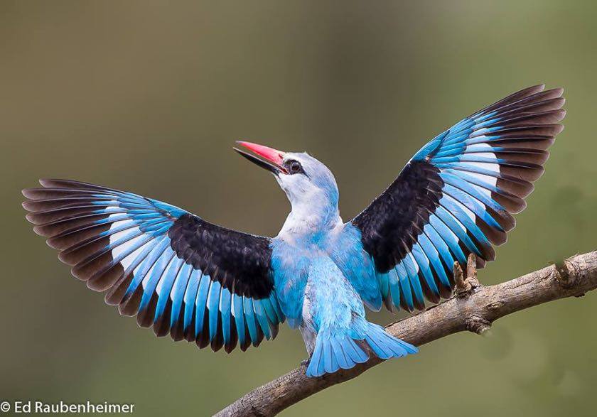 BIRD - Woodland Kingfisher (Halcyon-senegalensis) - South Africa - Photo : Ed Raubenheimer