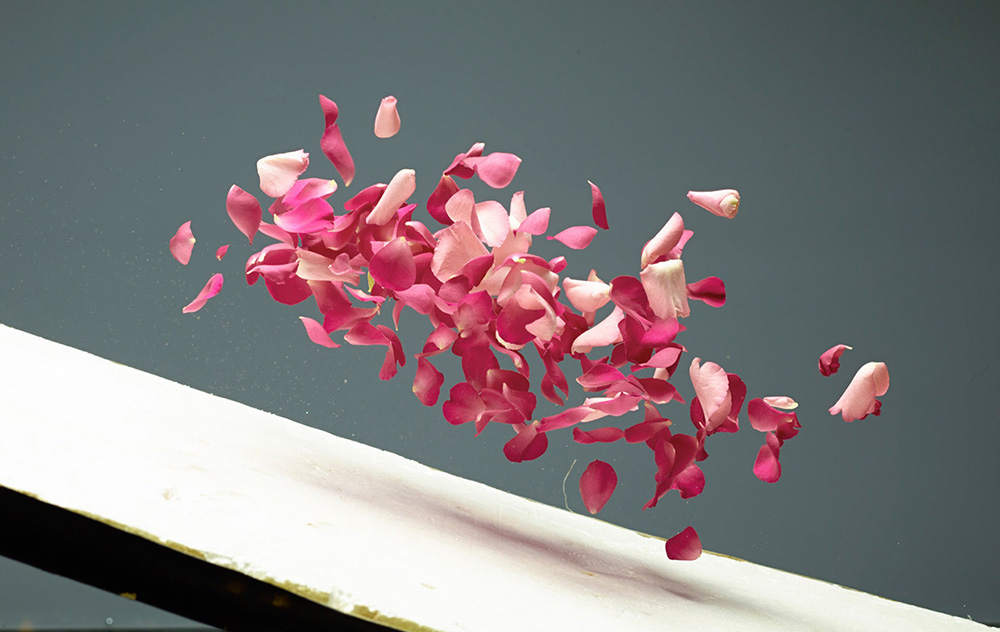 Les pétales de fleurs dévalent une petite pente et sont shooté en plein vol © Clemens Franke