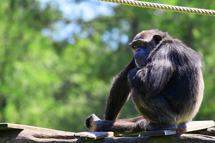 zoo de la palmyre - chimpanze