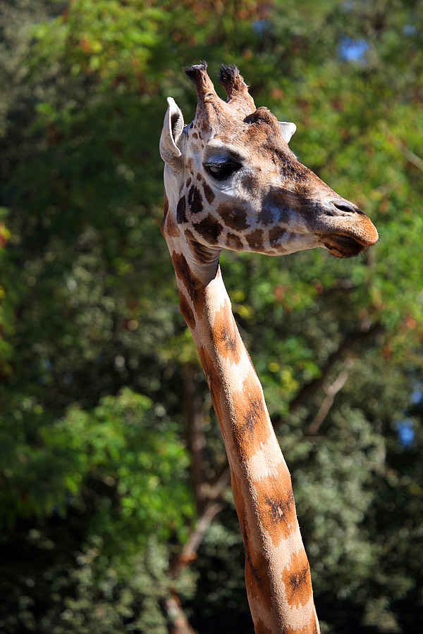 zoo de la palmyre - girafe