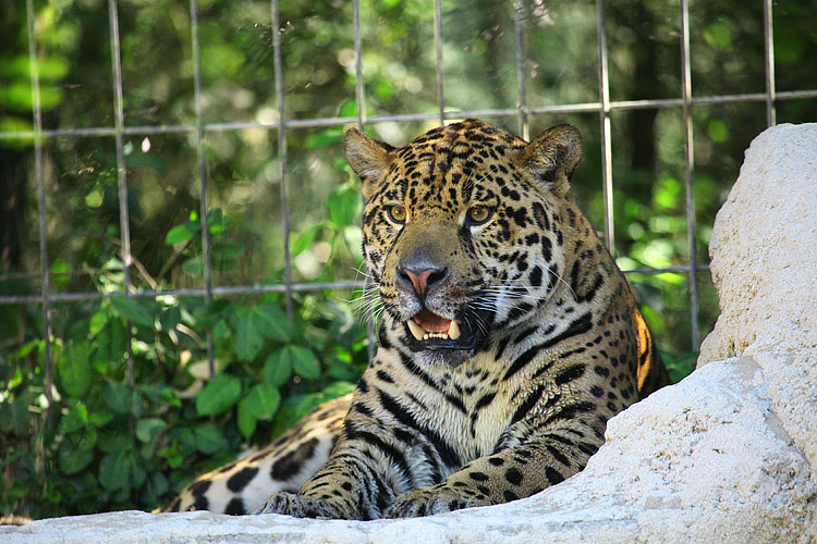 zoo de la palmyre - jaguard
