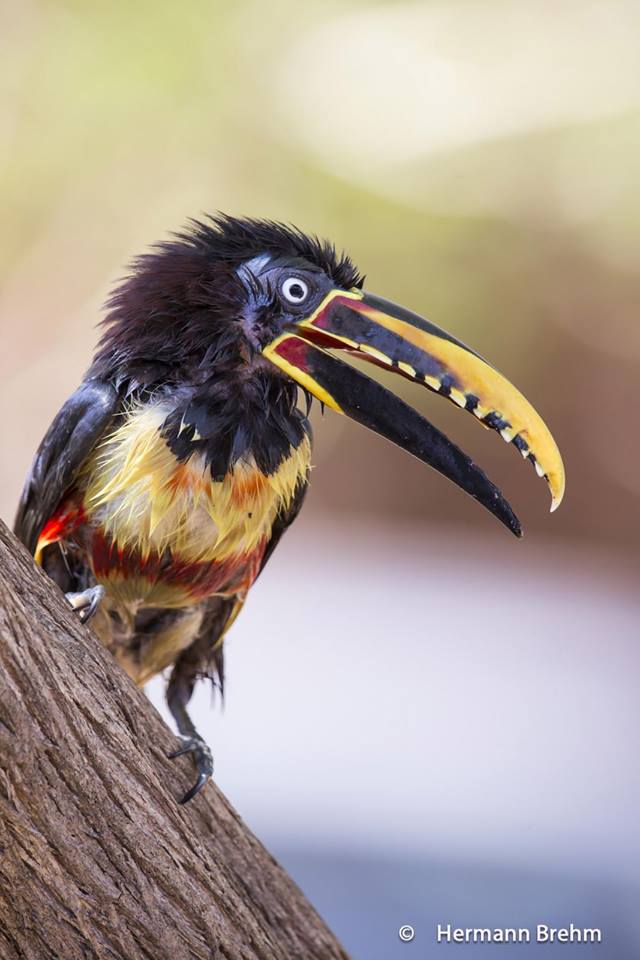 The Best Photo Of Birds In The World Les Plus Belles Photos D